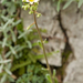 0148-limestone-saxifrage-saxifraga