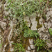 0149-limestone-saxifrage-saxifraga-callosa-met-viltige-hoornbloem