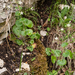 0152-Ronde-steenbreek-Saxifraga-rotundifolia