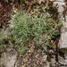 0160-Viltige-hoornbloem-Cerastium-tomentosum