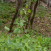 0195-Wilde-judaspenning---Lunaria-rediviva-gorges