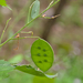 0196-Wilde-judaspenning---Lunaria-rediviva-gorges