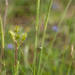 0221-grasland-Phleum-subulatum--arid-pastures-uncultivated-land