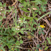 0223-Ruwe-klaver-Trifolium-scabrum-arid-meadows