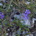 0017-Edraianthus-graminifolius-cliffs-stony-slopes