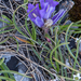 0018-Edraianthus-graminifolius-cliffs-stony-slopes