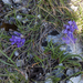 0020-Edraianthus-graminifolius-cliffs-stony-slopes