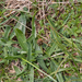 0057-Plantago-atrata-subsp.-fuscescens-meadows-at-high-altitude-s