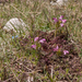 0061-Pedicularis-elegans-stony-grassy-slopes