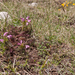 0063-Pedicularis-elegans-stony-grassy-slopes