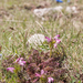 0064-Pedicularis-elegans-stony-grassy-slopes