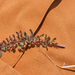0066-Pedicularis-elegans-stony-grassy-slopes