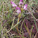 0069-Pedicularis-elegans-stony-grassy-slopes