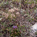 0084-campo-imperatore-Gentianella-columnae-meadows-at-high-altitu