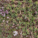 0107-Astragalus-sirinicus-eerder-dan-astragalus-sempervirens-ston