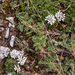 0108-Astragalus-sirinicus-eerder-dan-astragalus-sempervirens-ston