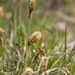 0123-Voorjaarszegge-Carex-caryophyllea-glades-and-stony-pastures
