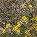 0146-alyssum-montonum-of-alyssum-diffusum-stony-pastures