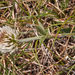 0152-Bergklaver-Trifolium-montanum-stony-pastures