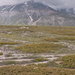 0270-landschap-met-jeneverbes-en-pulsatilla-alpina