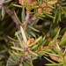 0271-juniperus-communis-of-juniperus-oxycedrus