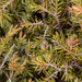 0271-juniperus-oxycedrus
