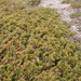 0272-juniperus-oxycedrus