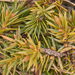 0273-juniperus-oxycedrus