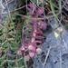 0321-Broad-leaved-Glaucous-spurge-Euphorbia-myrsinites-stony-slop