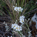 0322-Viltige-hoornbloem-cerastium-tomentosum