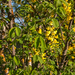 0339-Goudenregen-Laburnum-anagyroides-margins-of-woods-and-glades