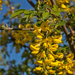 0347-Goudenregen-Laburnum-anagyroides-margins-of-woods-and-glades