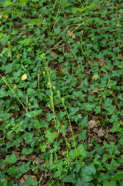 33-klimop-met-hyacint