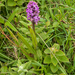 78-orchidee-2-rietorchis