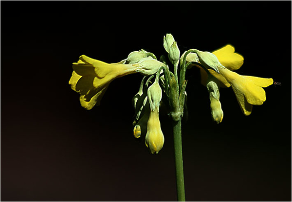 diaserie bloemen 1 (149)