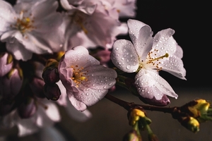 cherry-blossoms-4077043_960_720