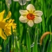 daffodil-4076073_960_720