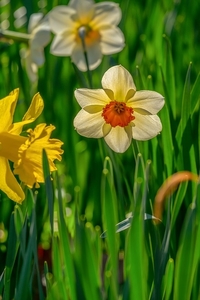 daffodil-4076073_960_720