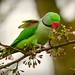 rose-ringed-parakeet-4070856_960_720