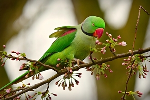 rose-ringed-parakeet-4070856_960_720