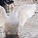 goose-4017946_960_720