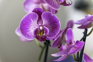 orchid-4068853_960_720