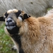 sheep-4089748_960_720