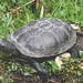 turtle-4083744_960_720
