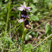 1 ophrys-spec