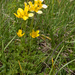 17-Ranunculus-millefoliatus-