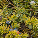27-juniperus-communis-2