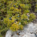 27-juniperus-communis