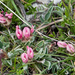 36-Anthyllis vulneraria subsp. maura