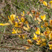 5-Cytisus-spinescens-3